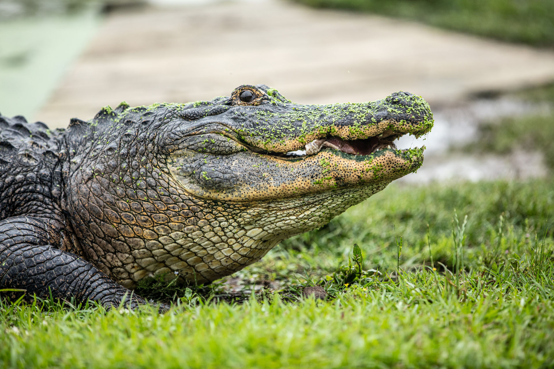 Alligator_Alley_MCP_7256
